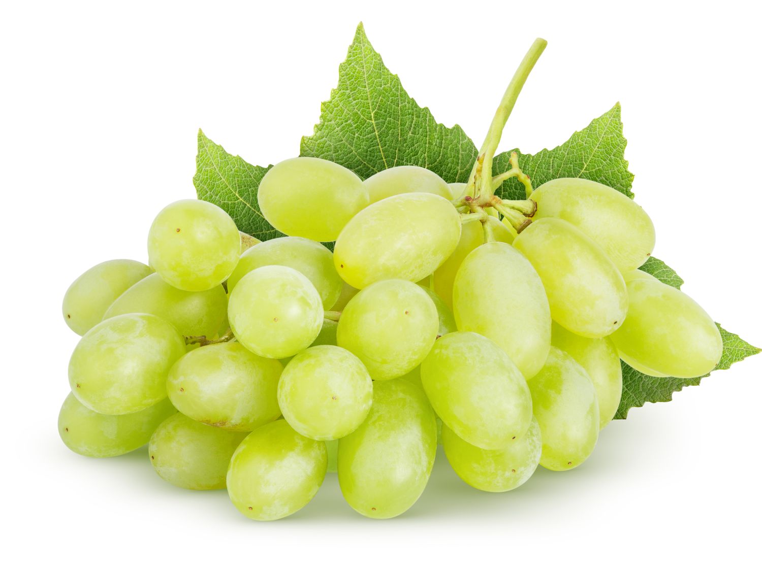 A bunch of green grapes with leaves at the back