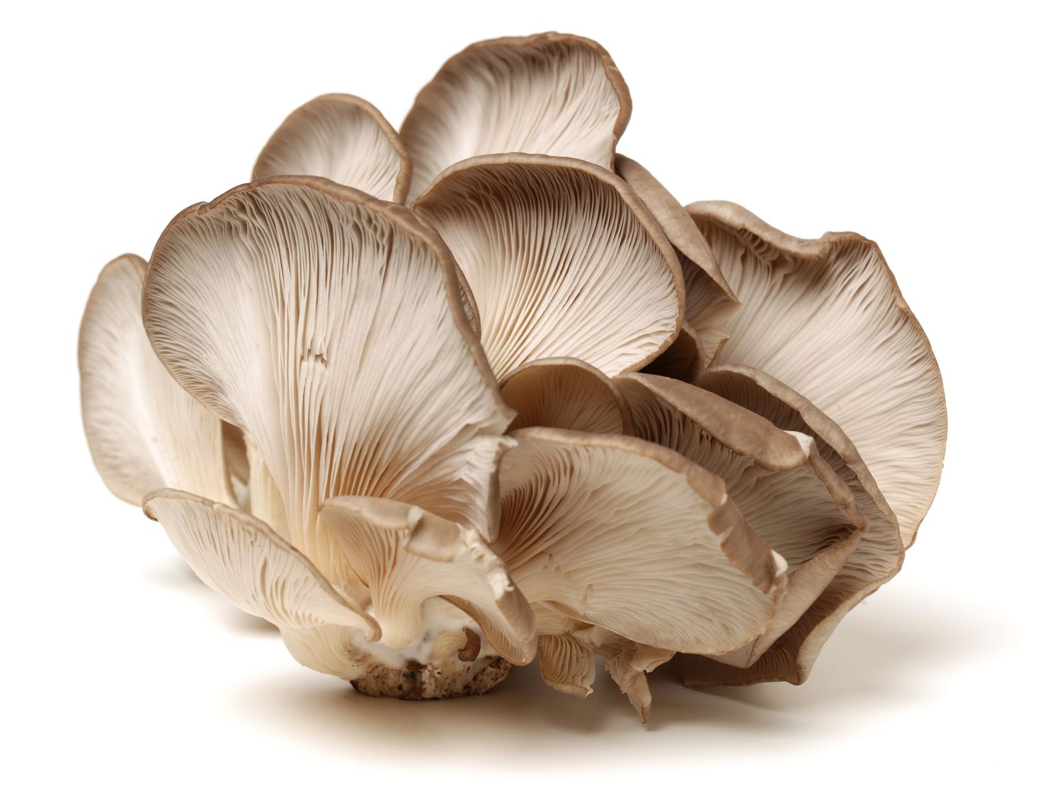 Oyster mushroom