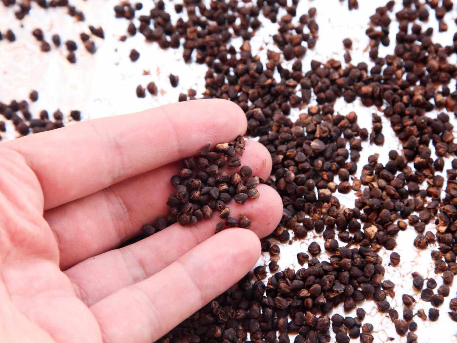 Author with a handful of dried lentils.