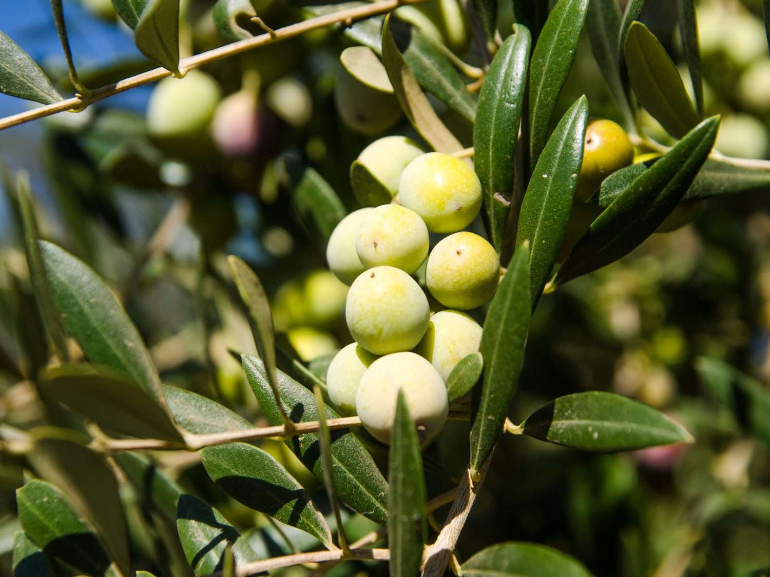 A bunch of olives on a tree.