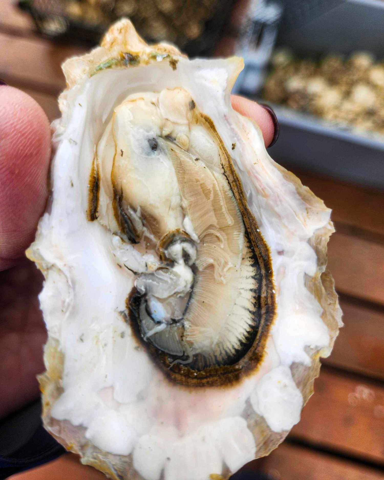 An opened oyster held in a hand with its textured interior visible on a wooden surface and trays of more oysters in the background