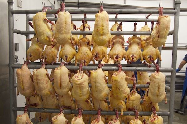 20101214-foie-1-hanging ducks.jpg