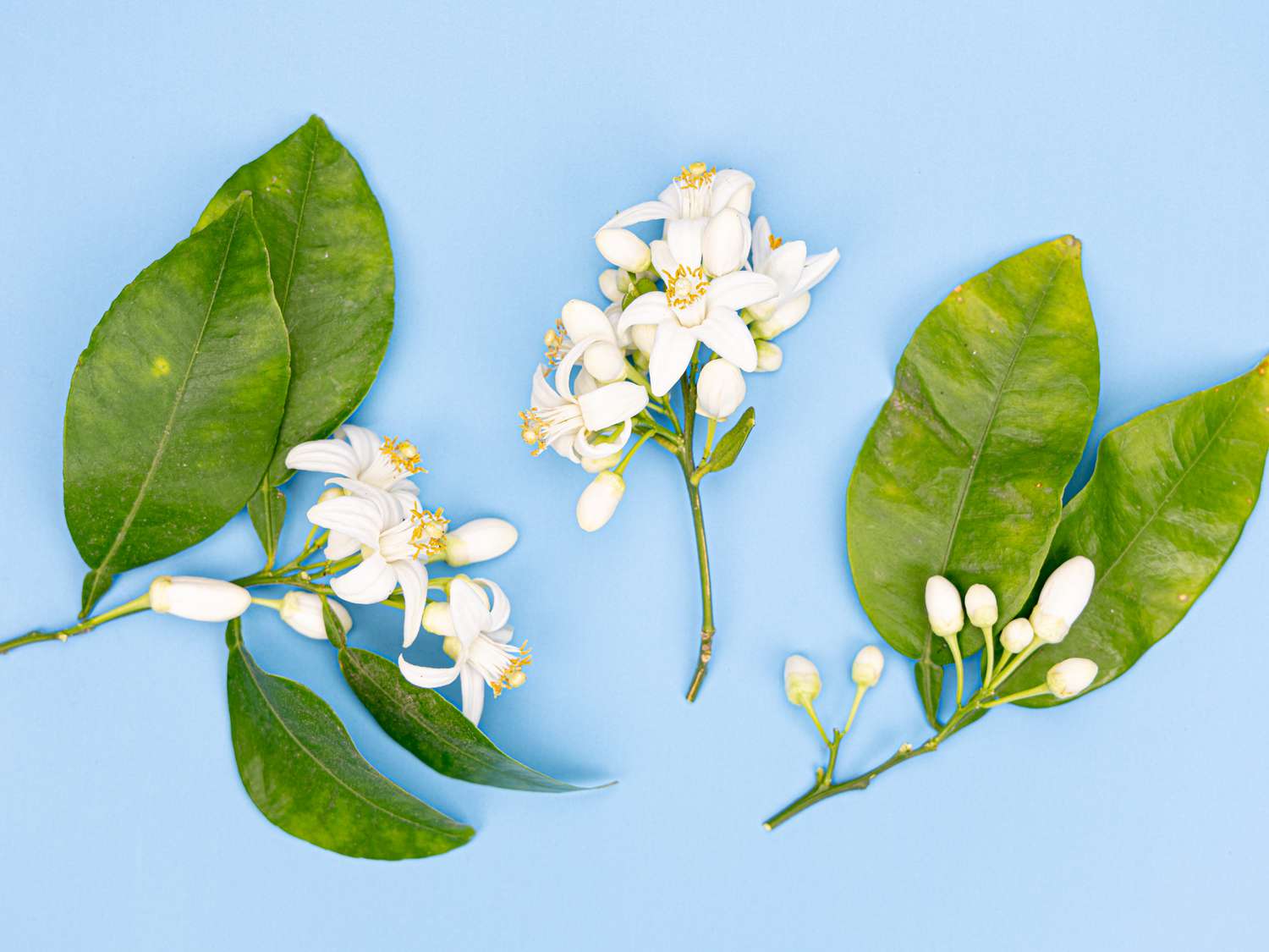 Overhead view of orange blossom
