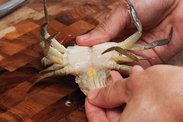A hand removing the wide apron from the underside of a female soft-shell crab