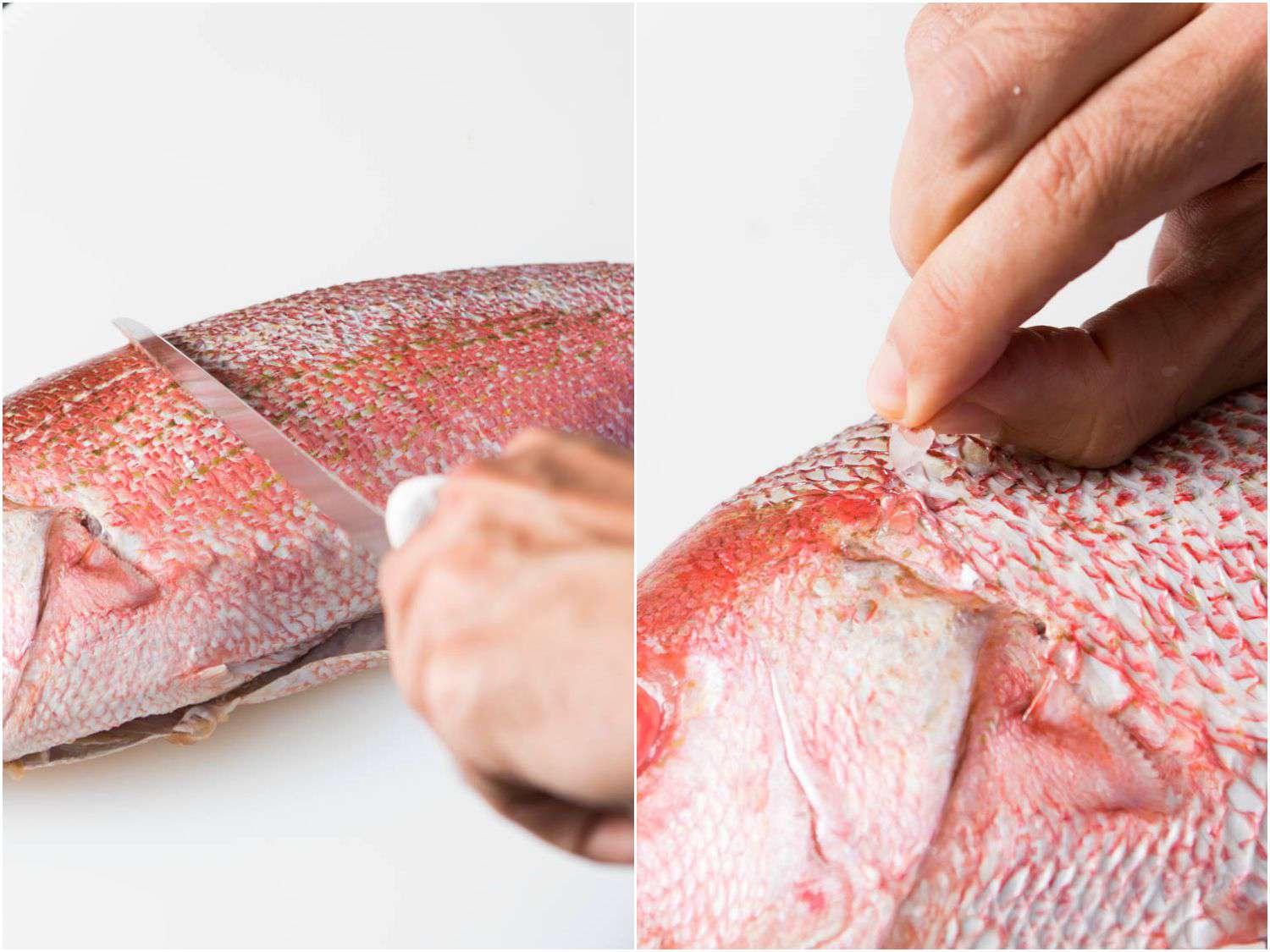 20150922-how-to-fillet-fish-descaling.jpg