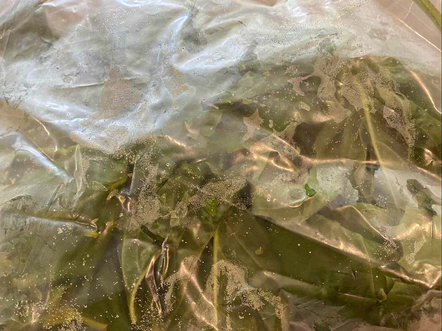 Fresh greens sealed in a transparent plastic bag