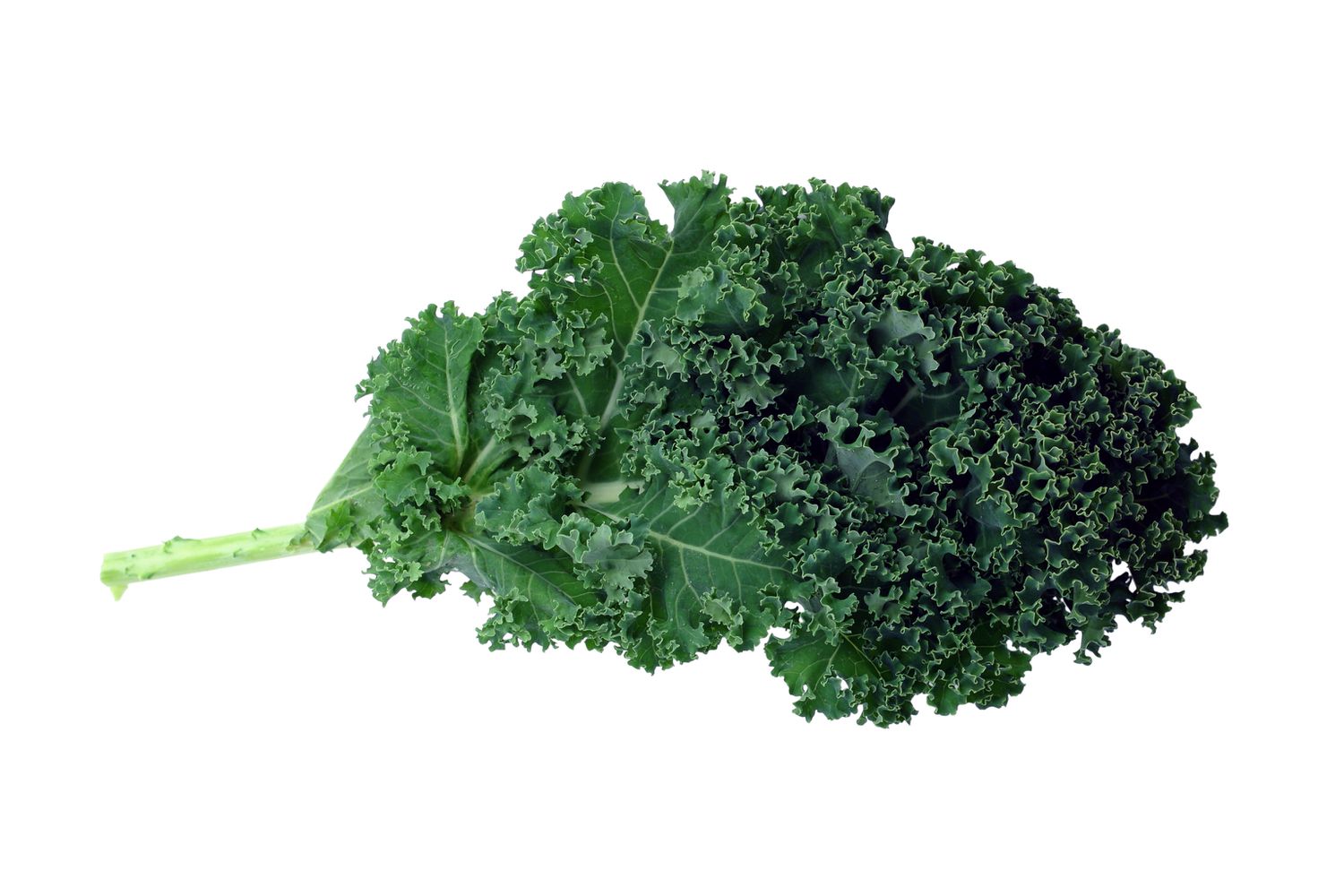 A single leaf of kale isolated on a white background