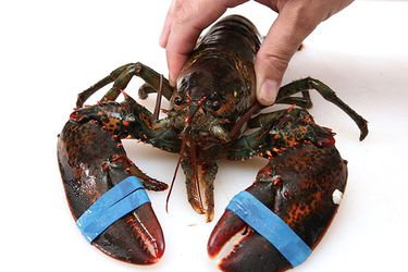 20130527-lobster-hard-versus-soft1.jpg