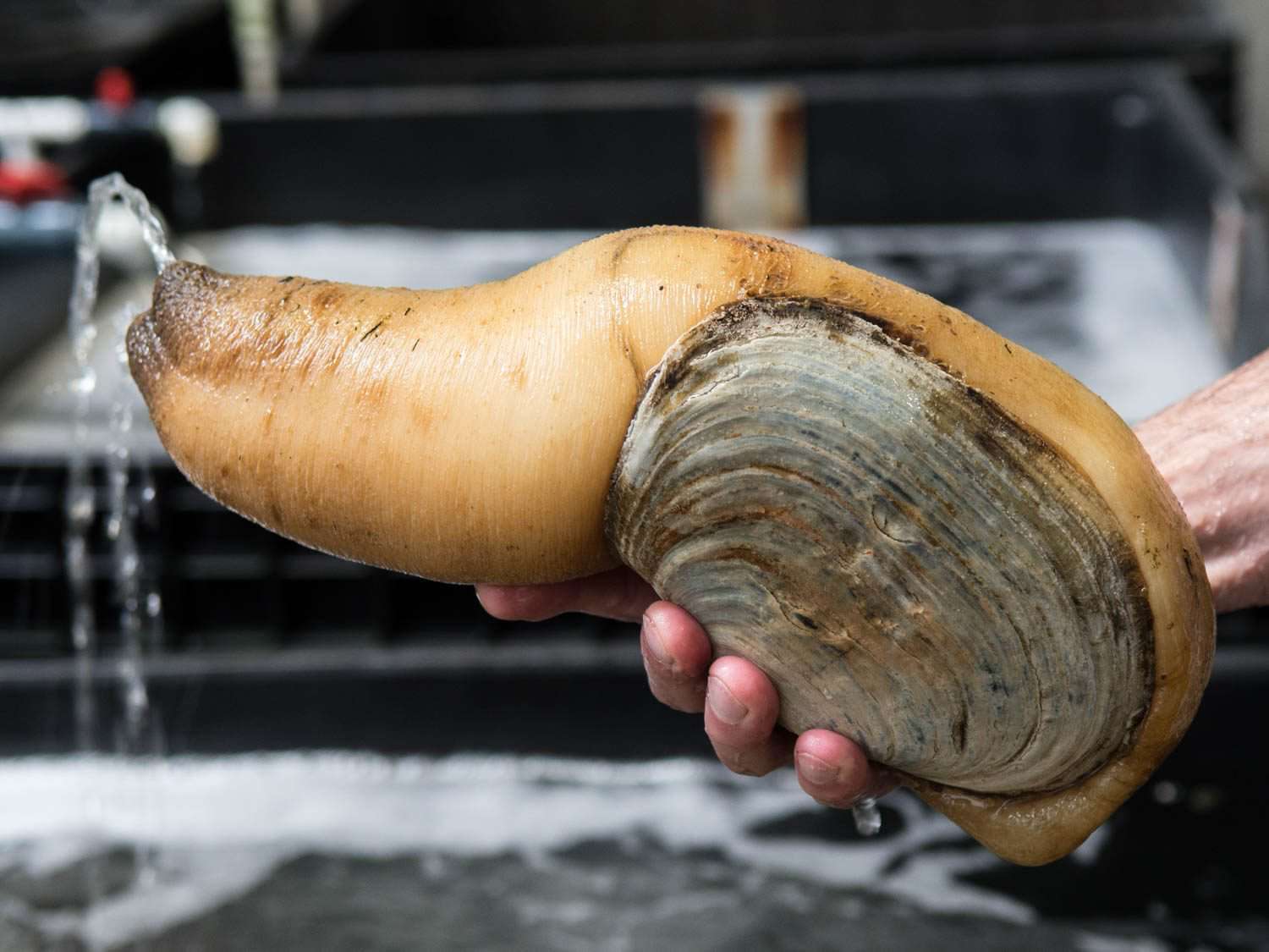 Hand holding an entire geoduck clam in its shell.