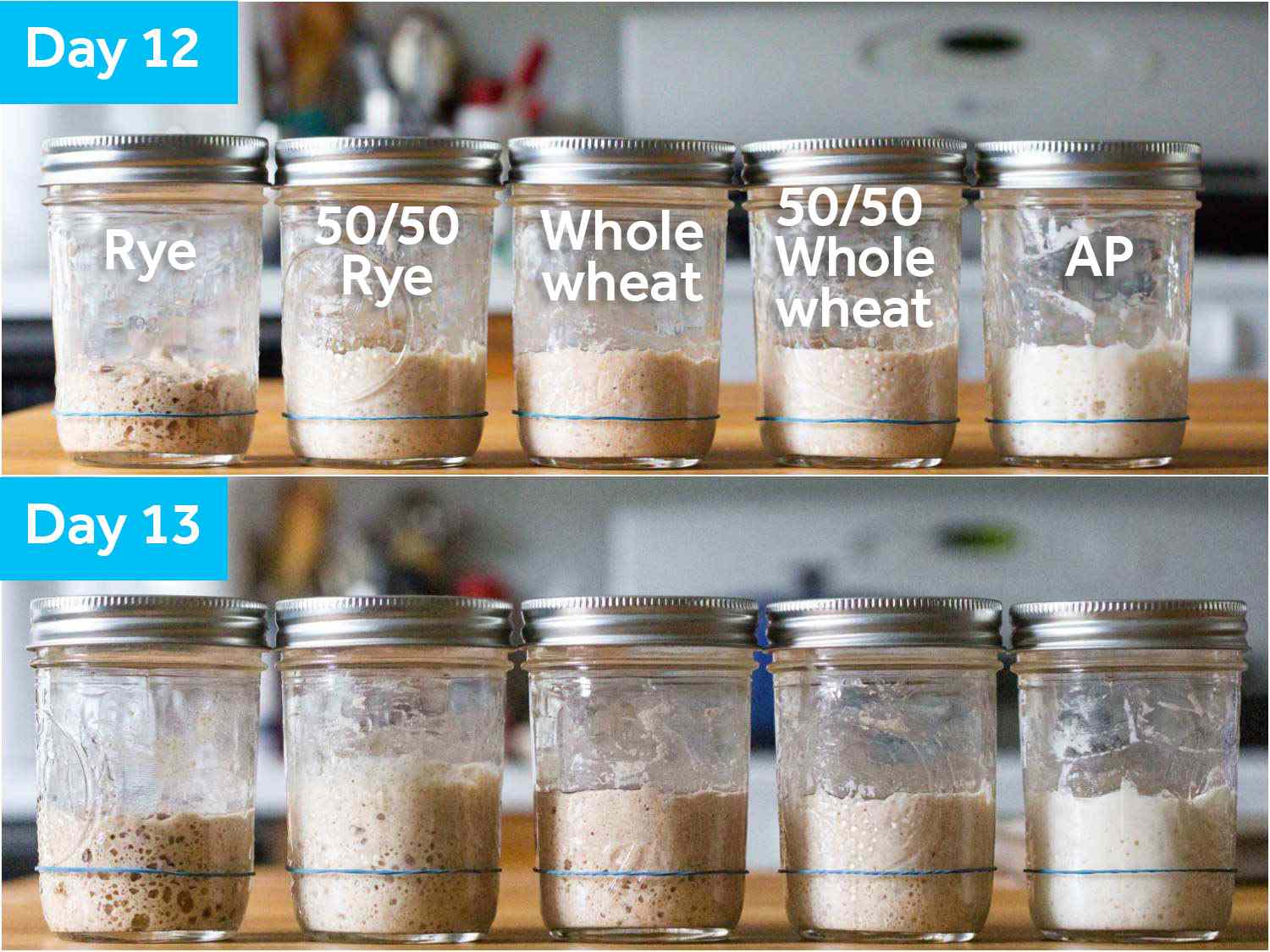 Comparative shots of the sourdough starters on days 12 and 13.