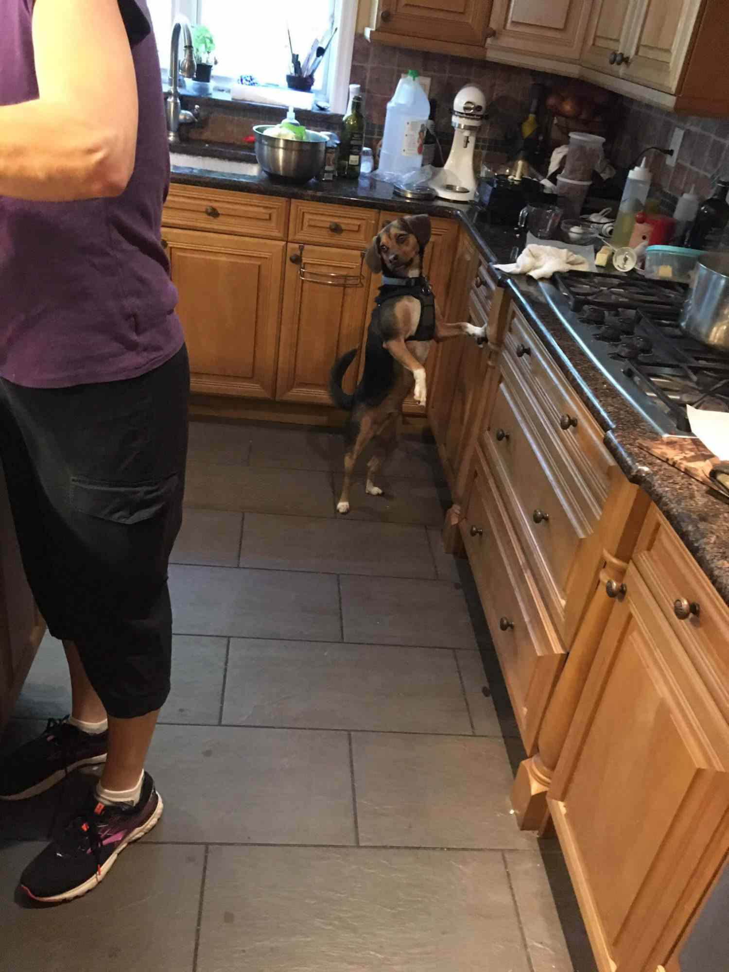 Sherman the beagle in a busy kitchen