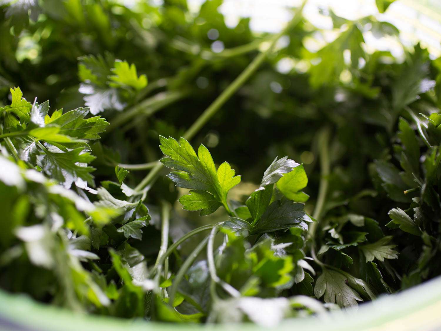 A bunch of fresh parsley for tabbouleh.