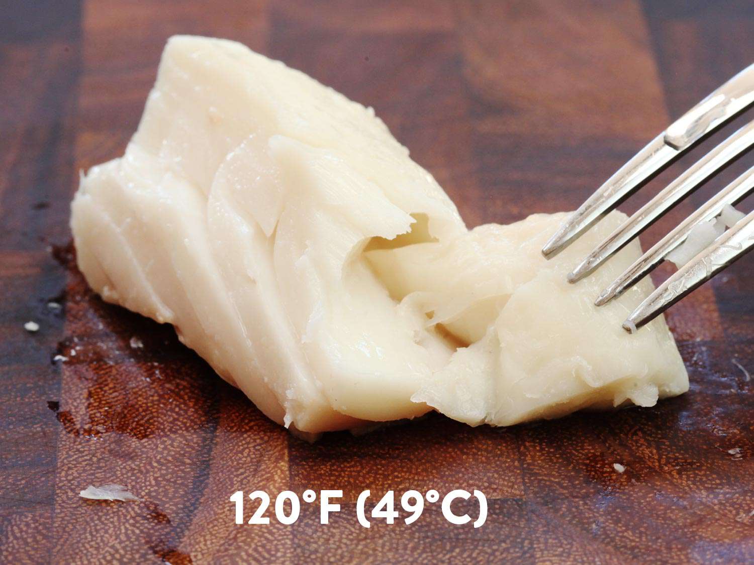 A piece of sous vide halibut cooked to 120 degrees Fahrenheit (49 degrees C). It's being flaked with a fork.