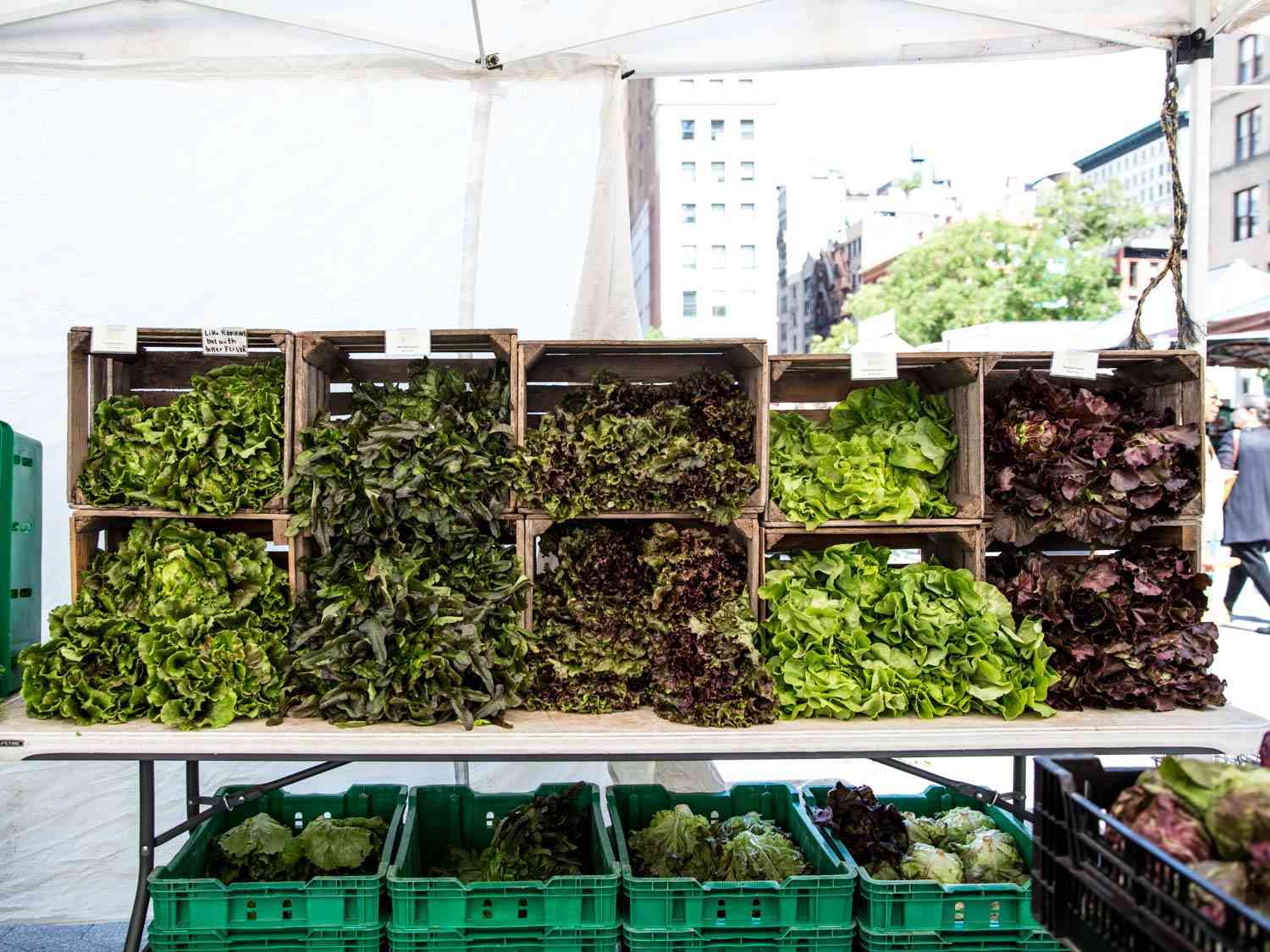 Crates of various loose lettuce greens and heads of lettuce at the Willow Wisp Organic Farm farmers market stand