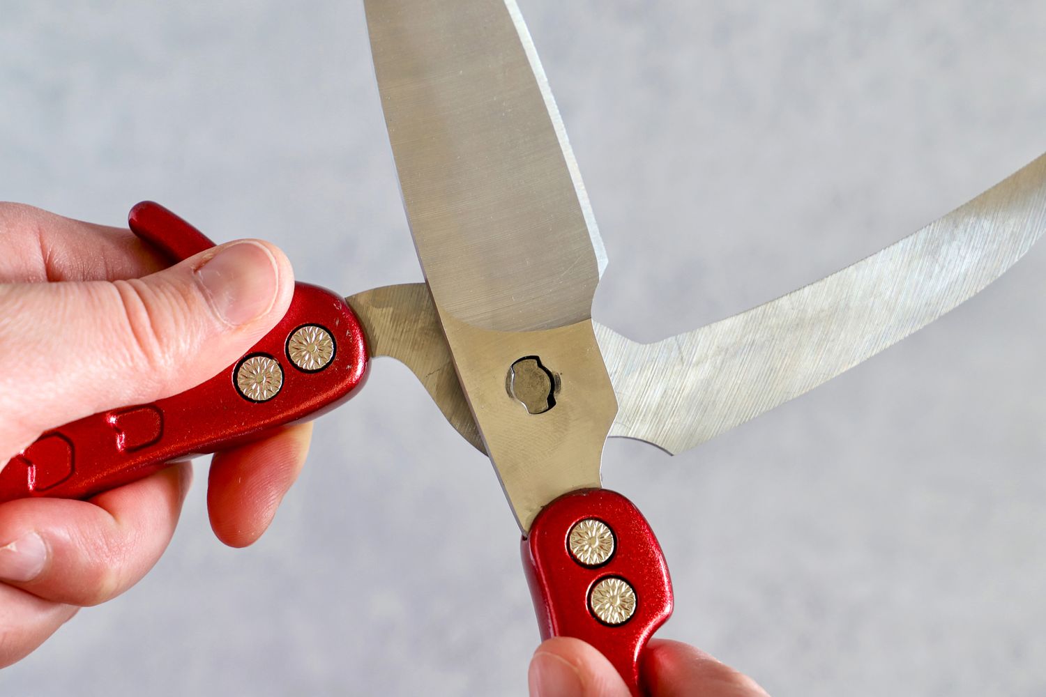 A pair of hands holding the detachable, interlocking blades of the Dragon Riot poultry shears
