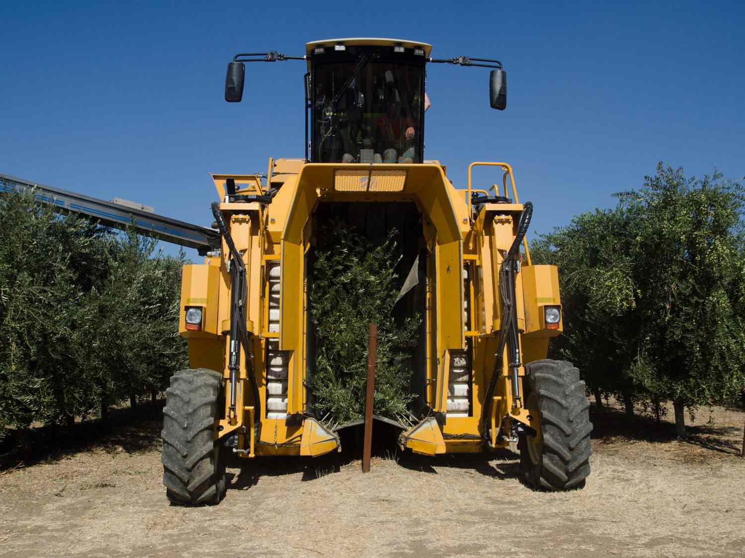An mechanical olive harvester