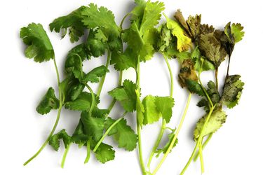 Cilantro in declining states of freshness 