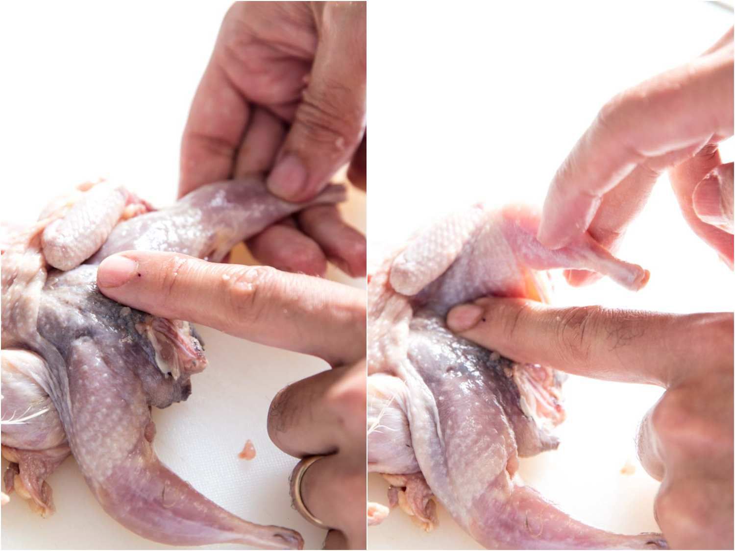 Collage of dislocating the thigh bone on quail.