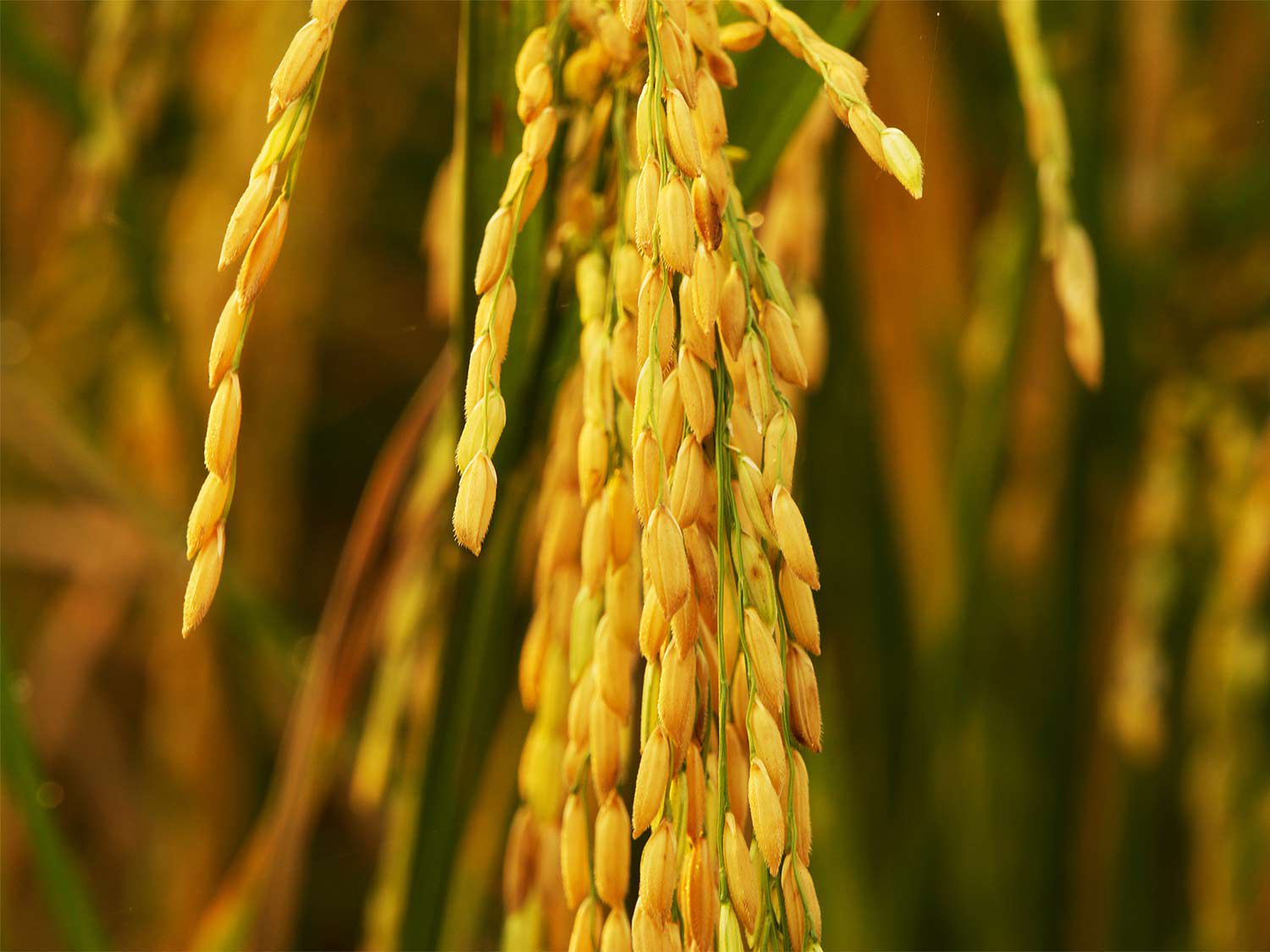 20160525-carolina-gold-rice-field-shutterstock_413457628.jpg