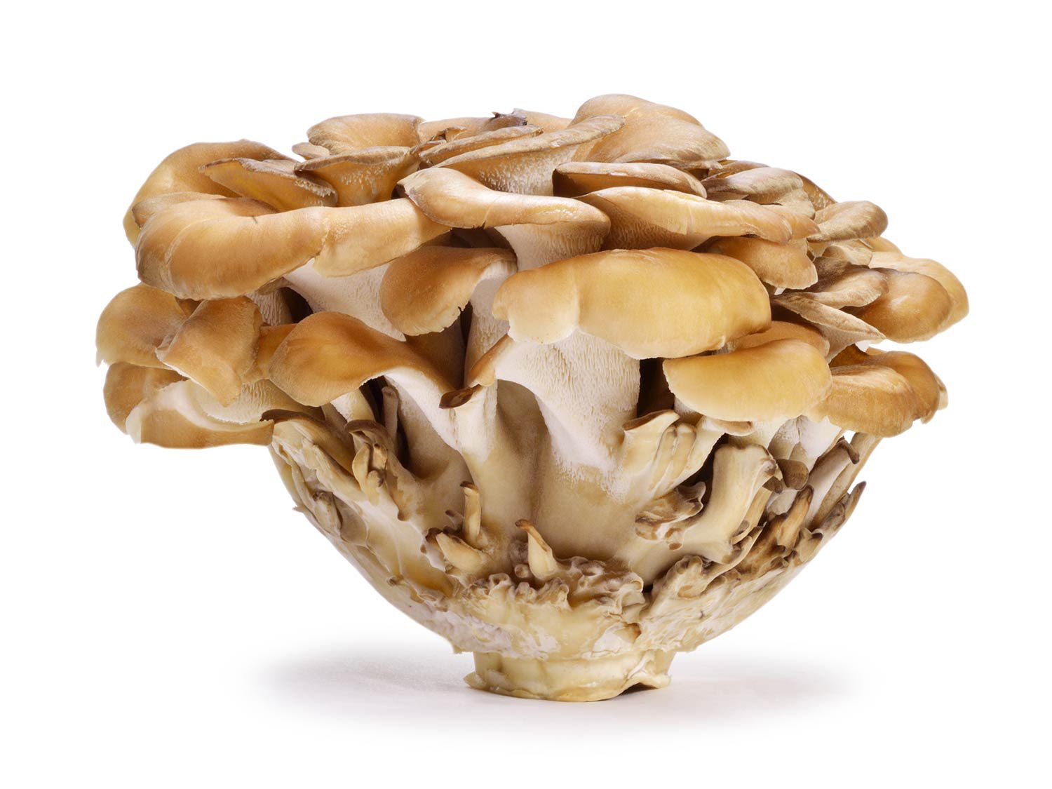 20150527-mushroom-guide-maitake-shutterstock.jpg