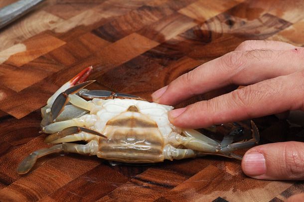 A close-up of the wide apron on the underside of a female soft-shell crab