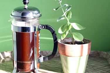 Coffee brewing in a French press next to a plant.