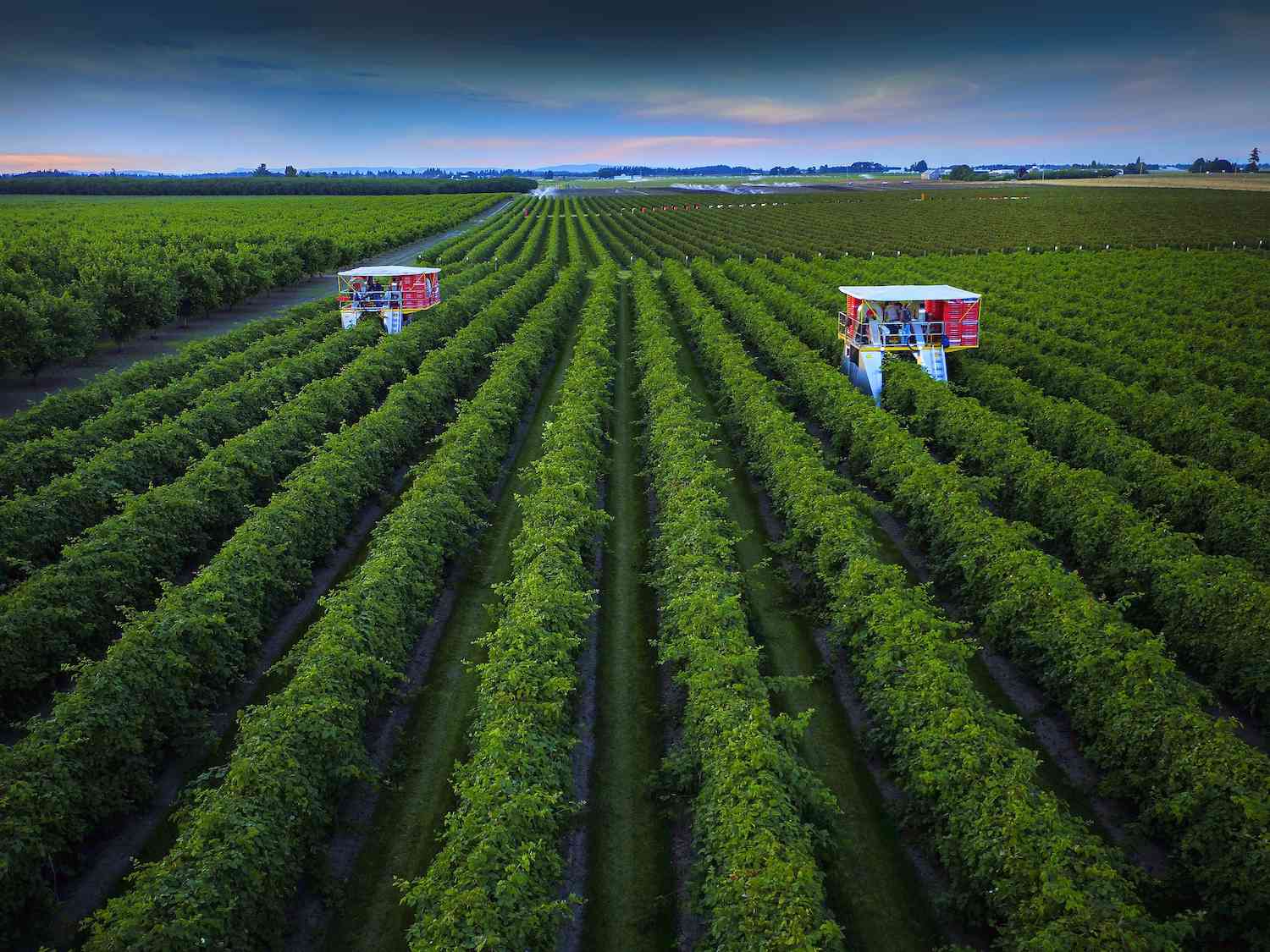 Marionberry harvest.
