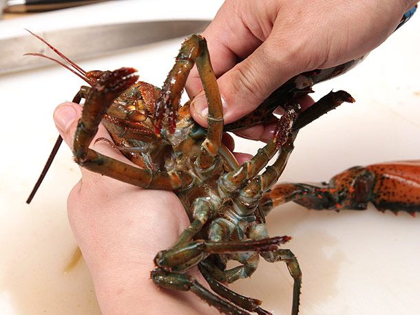 Showing the underside of a dispatched lobster as the second claw is twisted off