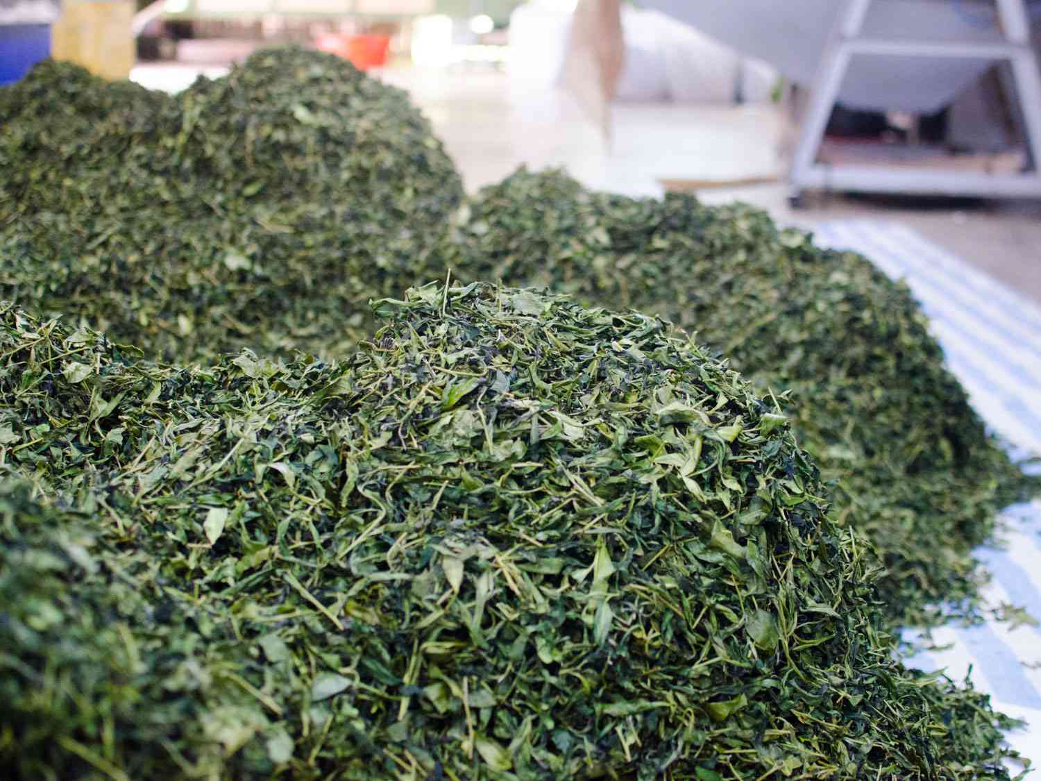 A large pile of oolong tea leaves partially through their long withering process.
