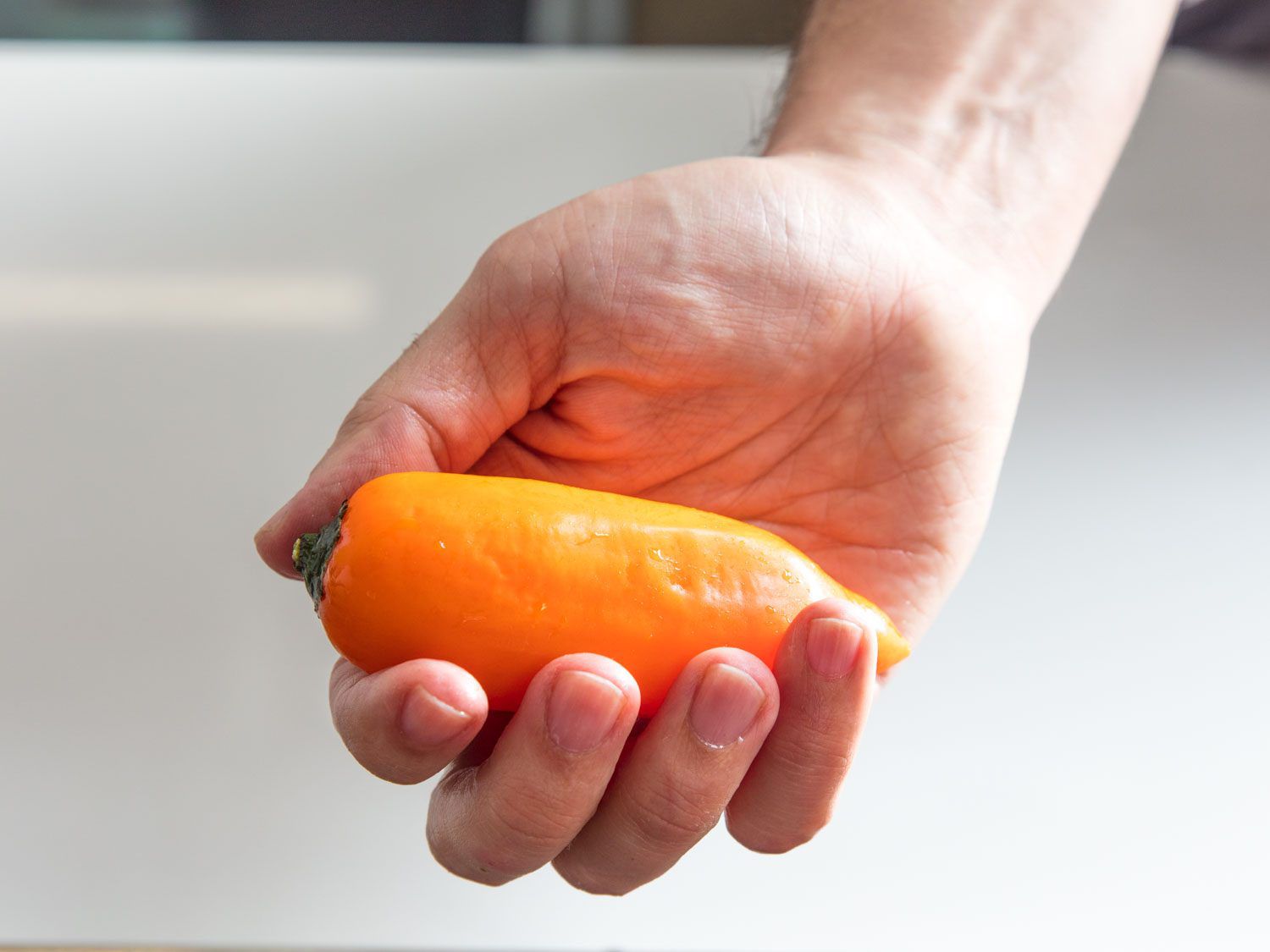 Author's hand grasps a Peruvian aji amarillo pepper.