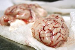 raw brains