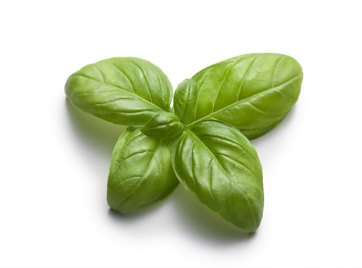 Italian Basil